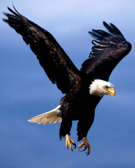 Bald eagle representing the Fraternal Order of Eagles